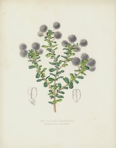 Fogas Ceanothe, Ceanothus Dentatus alkotó: English School
